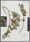 Foto von Salix alba L.
